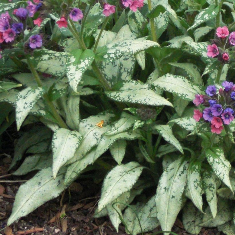 Pulmonaria saccharata Silverado - Longkruid (Foliage)