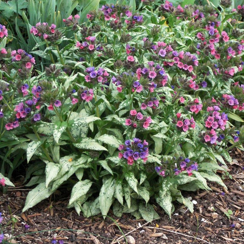 Pulmonaria saccharata Silverado - Longkruid (Plant habit)