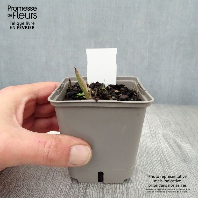 Example of Pulmonaria saccharata Silverado - Longkruid Kweekpotje van 8/9 cm as you get in hiver