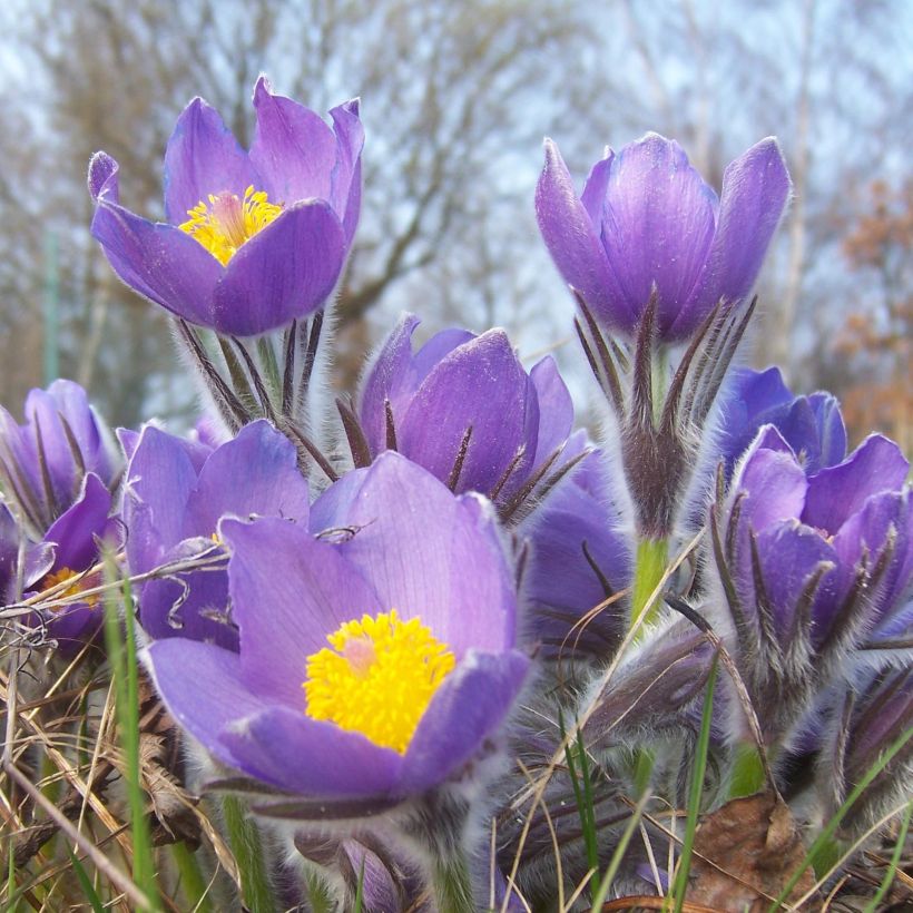 Pulsatilla patens - Wildemanskruid (Bloei)