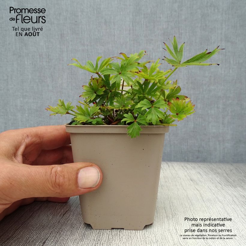 Exemplaar van Pulsatilla patens - Wildemanskruid Kweekpotje van 8/9 cm zoals geleverd in de zomer