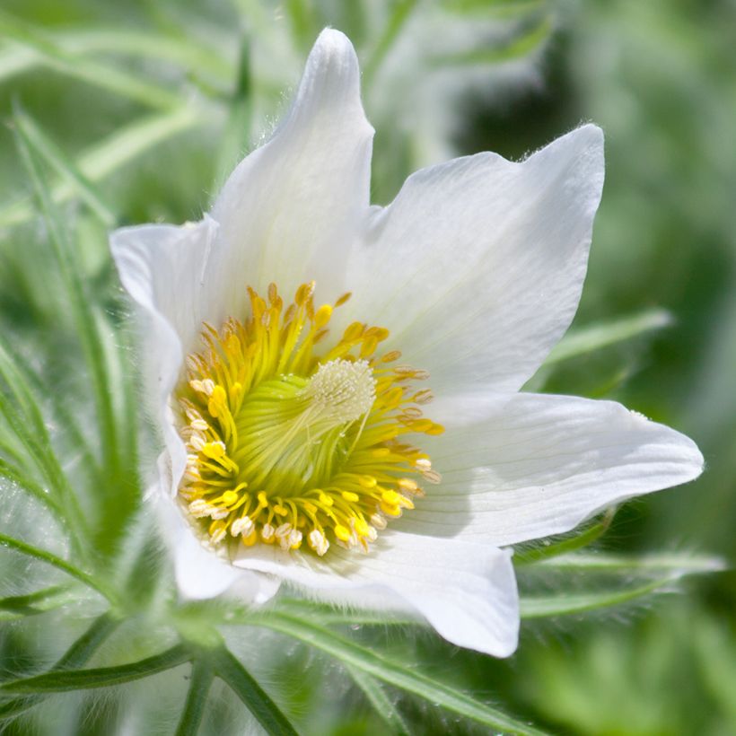 Pulsatilla vulgaris Alba - Wildemanskruid (Bloei)
