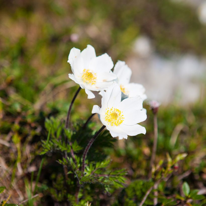 Pulsatilla vulgaris Alba - Wildemanskruid (Groeiplaats)