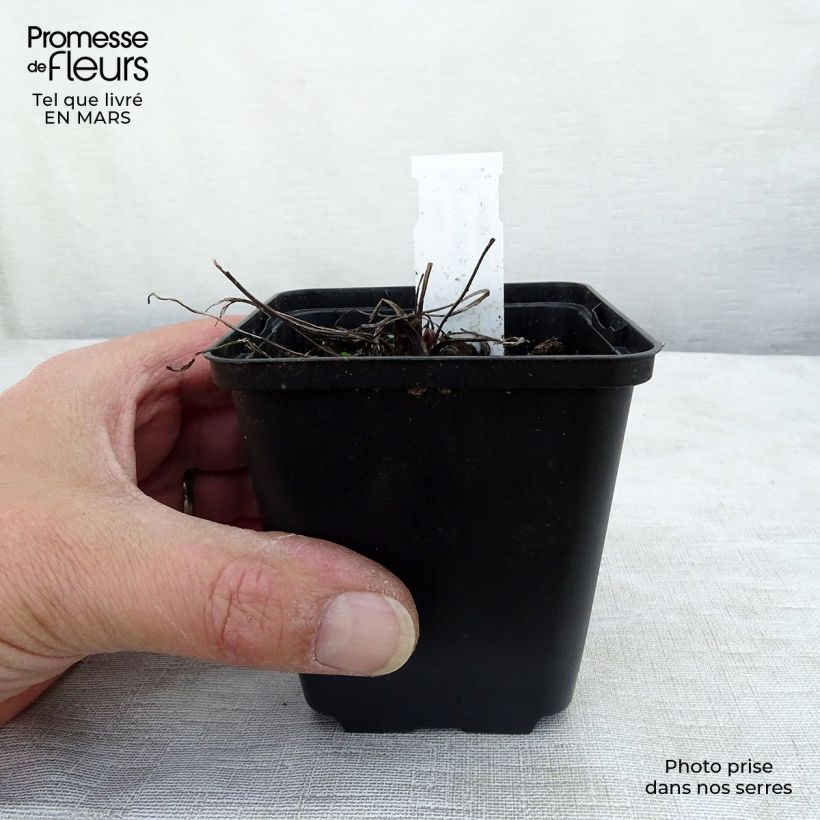 Example of Pulsatilla vulgaris Papageno - Anémone pulsatille Kweekpotje van 8/9 cm as you get in hiver