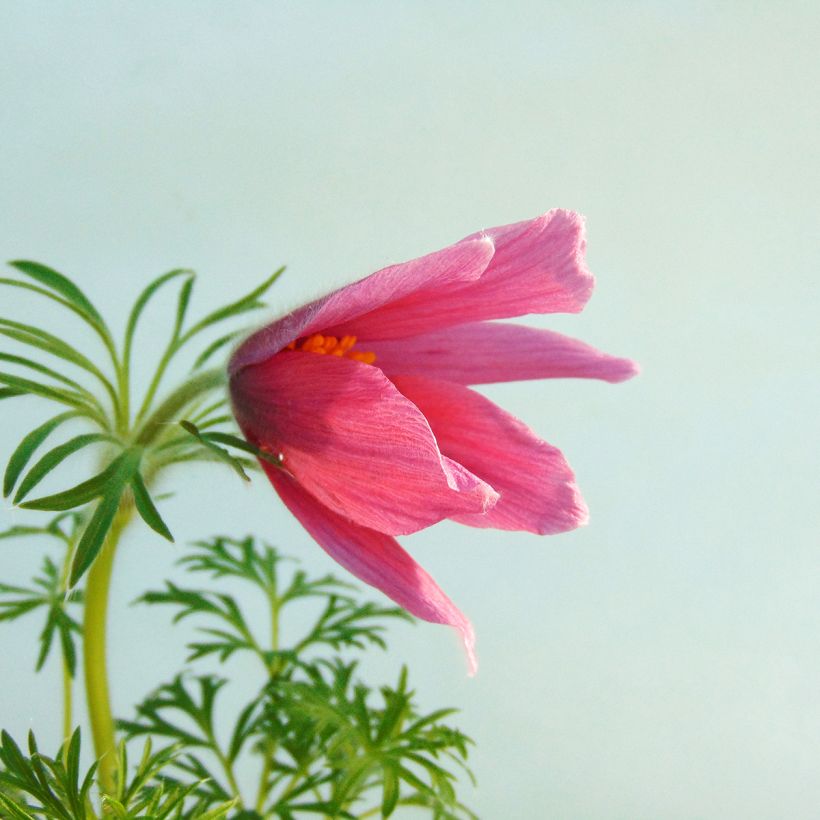 Pulsatilla vulgaris Rubra - Röde Klokke (Flowering)
