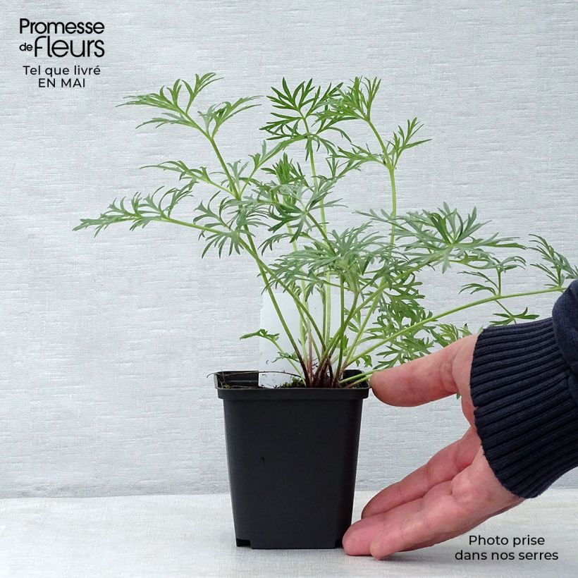 Exemplaar van Pulsatilla vulgaris Rubra - Röde Klokke Kweekpotje van 7/8 cm zoals geleverd in de lente