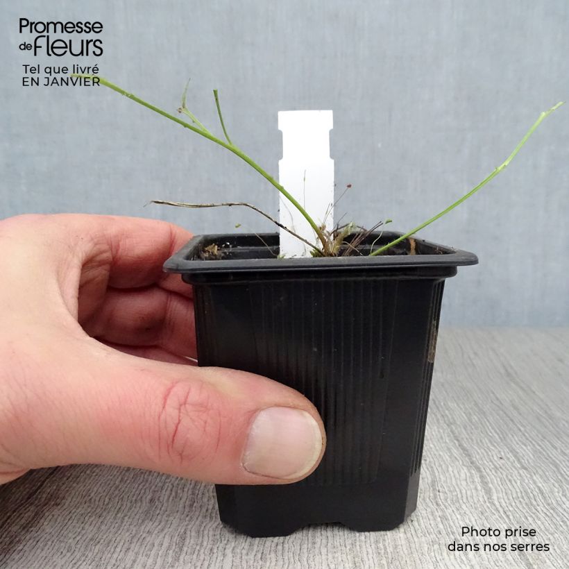 Example of Pulsatilla vulgaris Rubra (Röde Klokke) - Anémone pulsatille Kweekpotje van 7/8 cm as you get in hiver