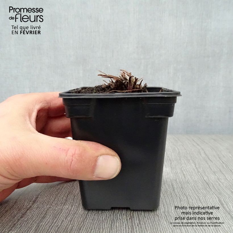 Example of Pulsatilla vulgaris Violet - Anémone pulsatille Kweekpotje van 7/8 cm as you get in hiver