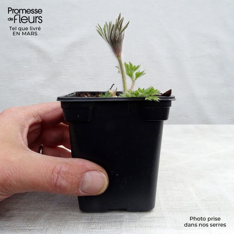 Exemplaar van Pulsatilla vulgaris Paars - Wildemanskruid Kweekpotje van 7/8 cm zoals geleverd in de lente