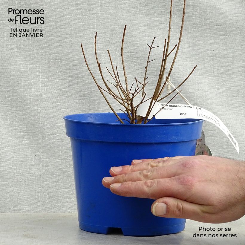 Example of Punica granatum Nana - Granaatappel Pot van 2 l/3 l as you get in hiver