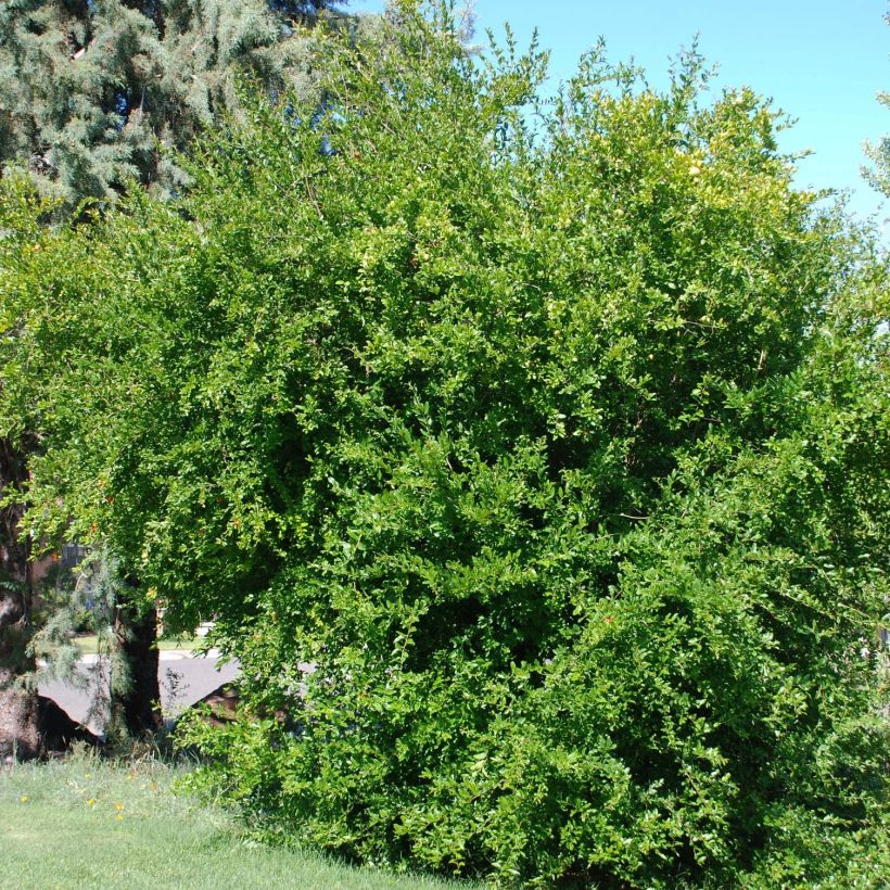 Granaatappel Wonderful - Punica granatum (Groeiplaats)