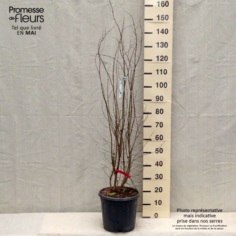 Exemplaar van Granaatappel Wonderful -  Punica granatum Pot van 7,5 l/10 l, Struik zoals geleverd in de lente