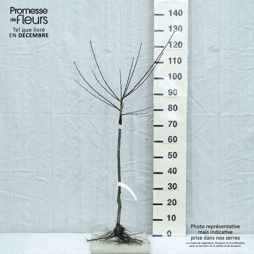 Exemplaar van Pruim Groene Reine Claude Naakte wortel, Kelkvormig zoals geleverd in de winter