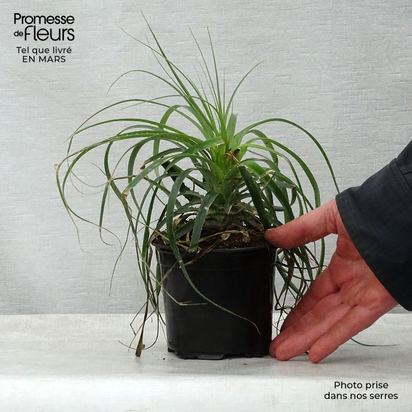 Exemplaar van Puya alpestris - Chagual Pot van 2 l/3 l zoals geleverd in de lente