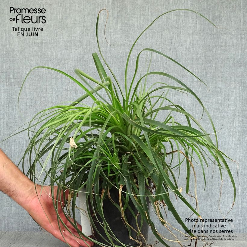 Exemplaar van Puya alpestris - Chagual Pot van 2 l/3 l zoals geleverd in de zomer