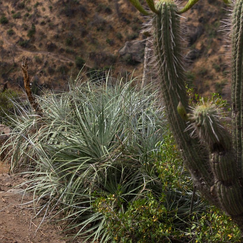 Puya alpestris - Chagual (Groeiplaats)