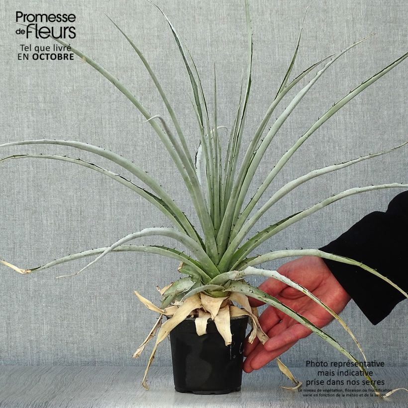 Exemplaar van Puya castellanosii - Chagual Pot van 12 cm / 13 cm zoals geleverd in de herfst