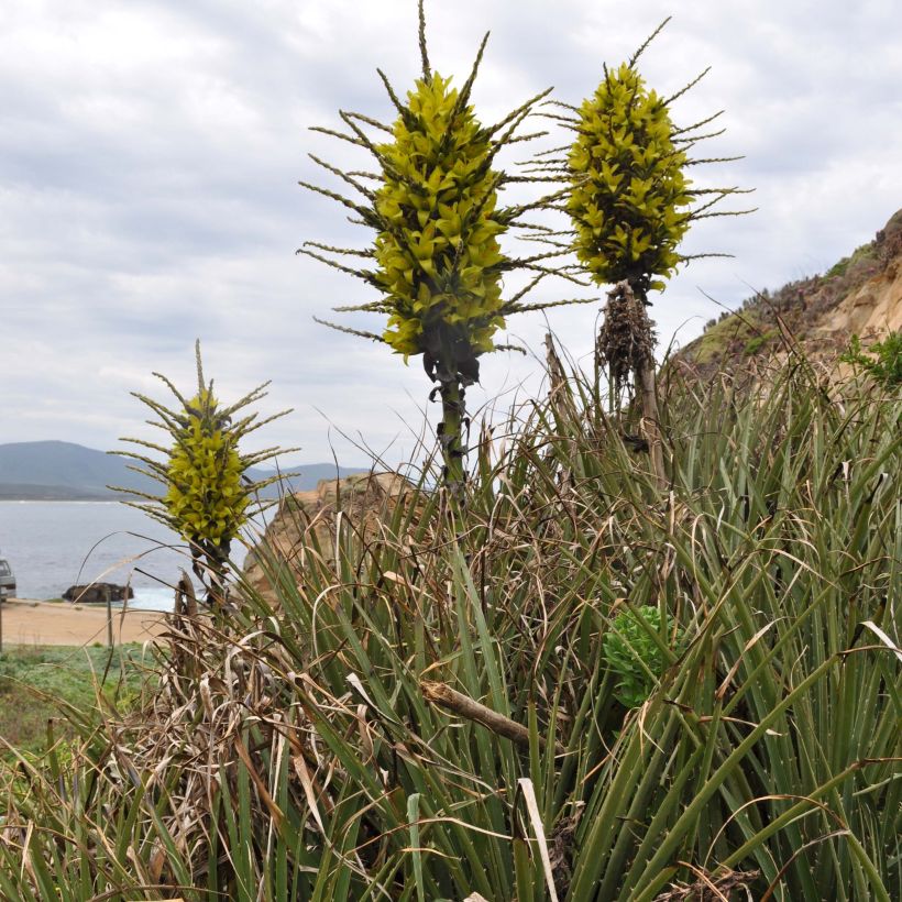 Puya chilensis - Chagual (Groeiplaats)