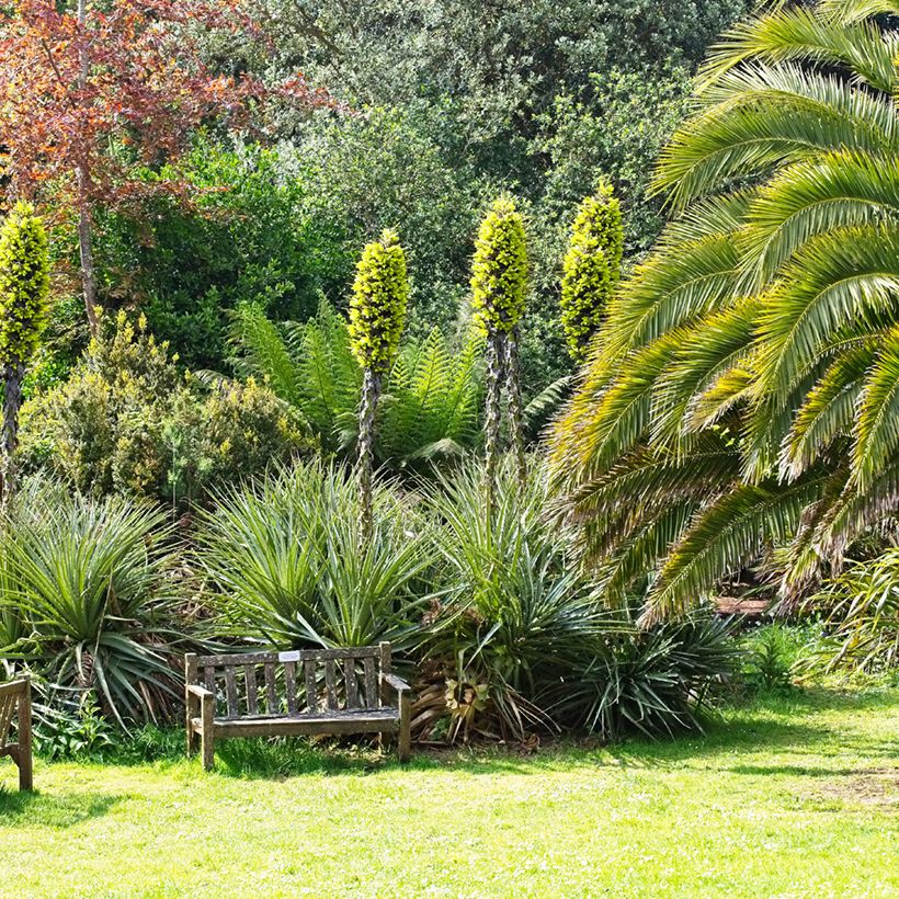 Puya chilensis - Chagual (Groeiplaats)