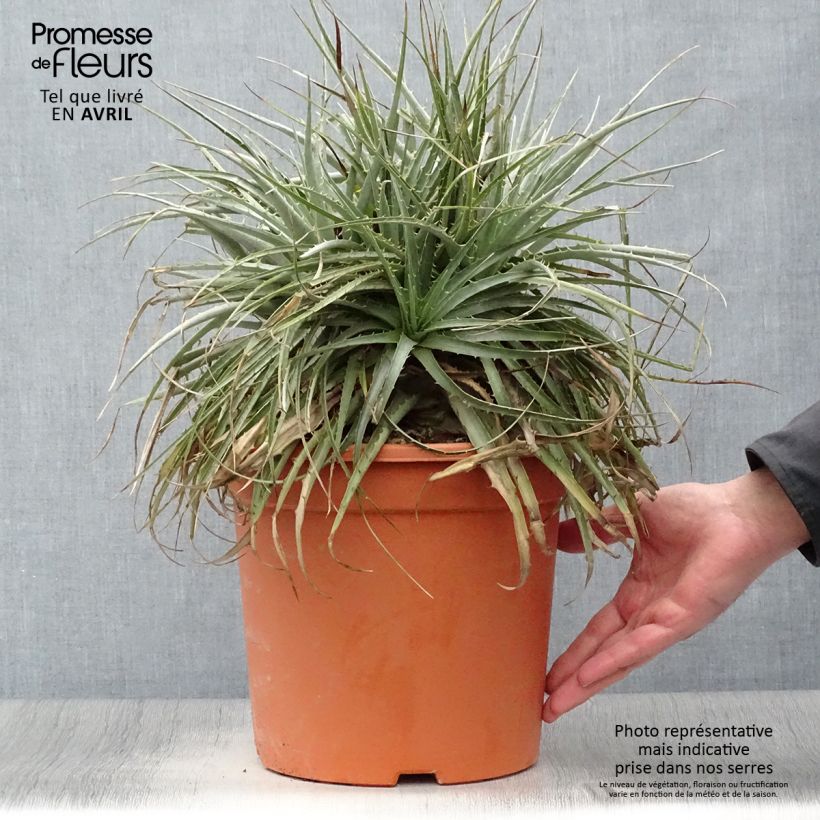 Exemplaar van Puya venusta - Chagual Pot van 7,5 l/10 l zoals geleverd in de lente