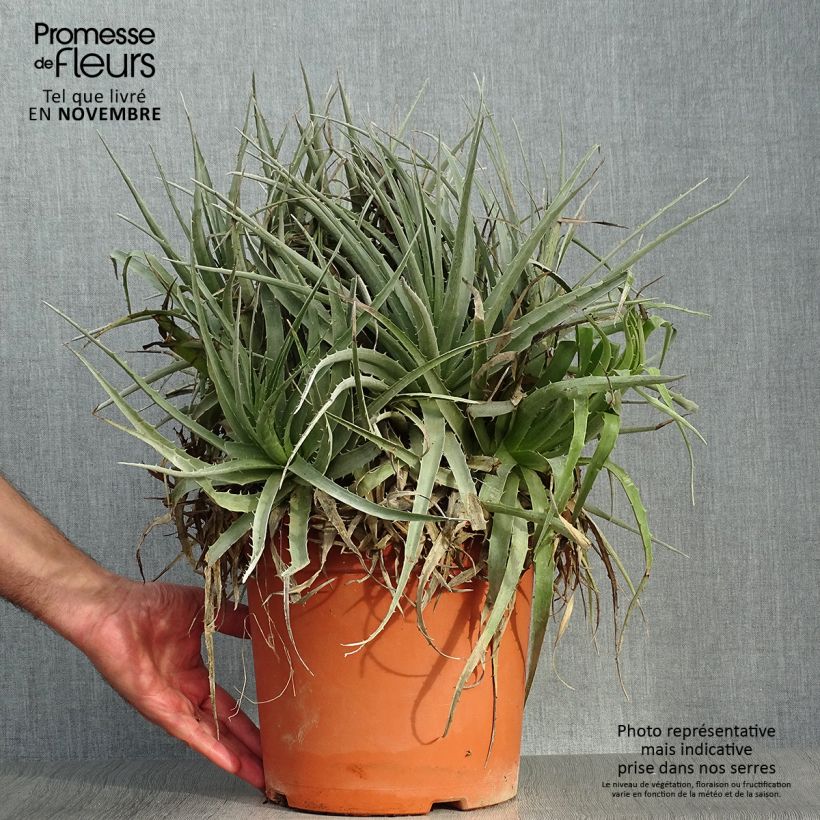 Exemplaar van Puya venusta - Chagual Pot van 7,5 l/10 l zoals geleverd in de herfst