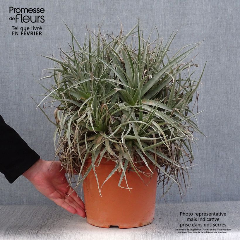 Example of Puya venusta - Chagual Pot van 7,5 l/10 l as you get in hiver