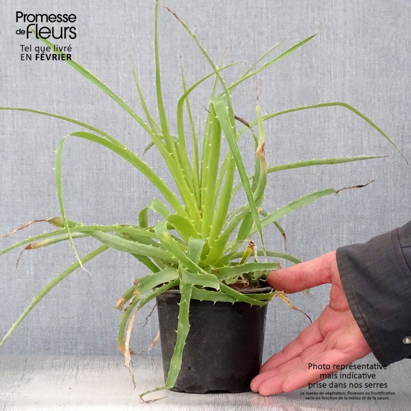 Example of Puya weberbaueri - Broméliacée du Pérou Pot van 3 l/4 l as you get in hiver