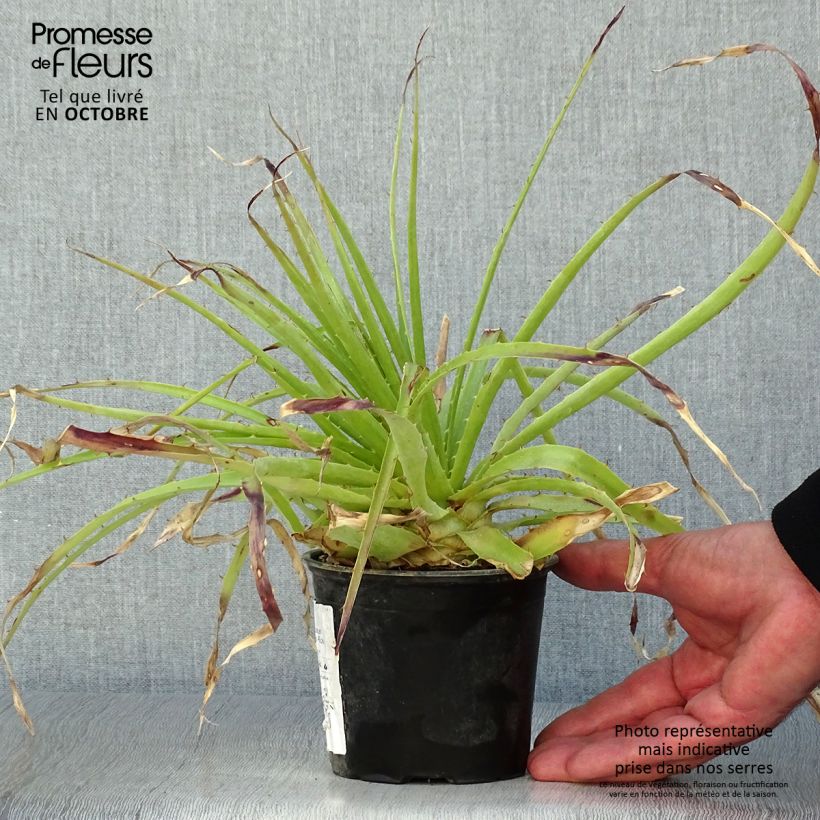 Exemplaar van Puya weberbaueri - Chagual Pot van 3 l/4 l zoals geleverd in de herfst