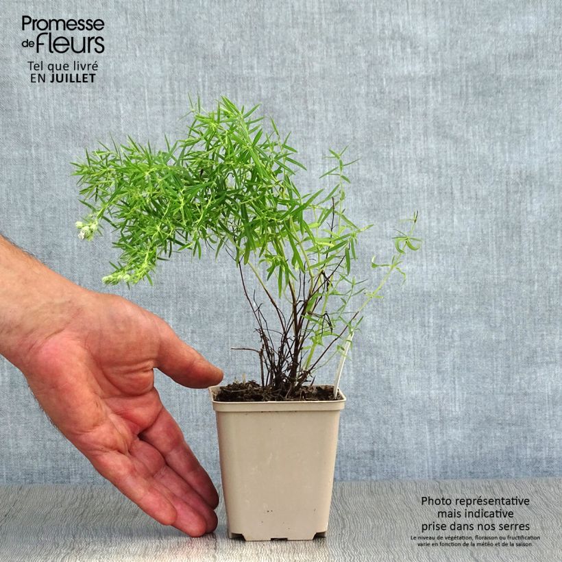 Exemplaar van Pycnanthemum flexuosum - Bergmunt Kweekpotje van 8/9 cm zoals geleverd in de zomer