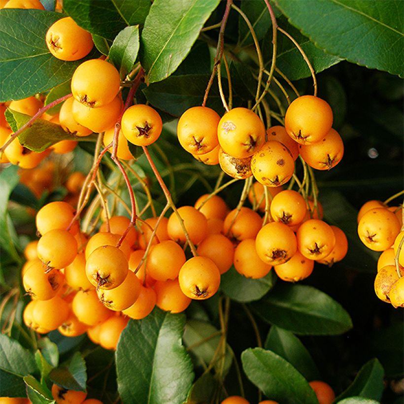 Pyracantha Golden Charmer - Vuurdoorn (Harvest)