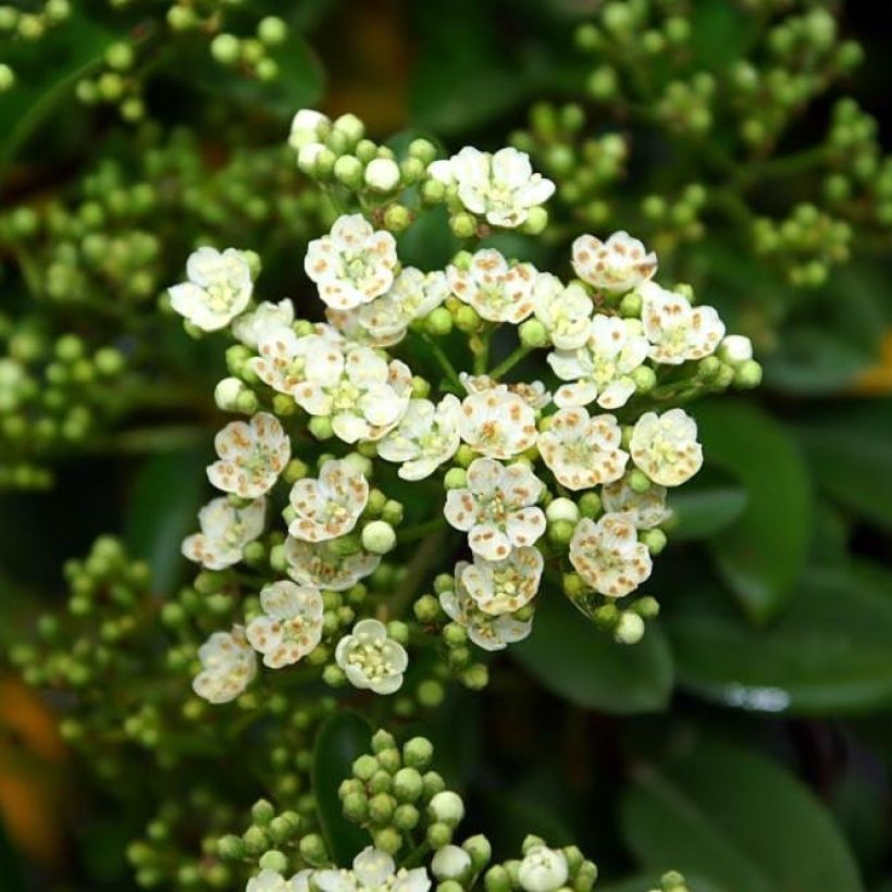 Pyracantha Mohave - Vuurdoorn (Flowering)