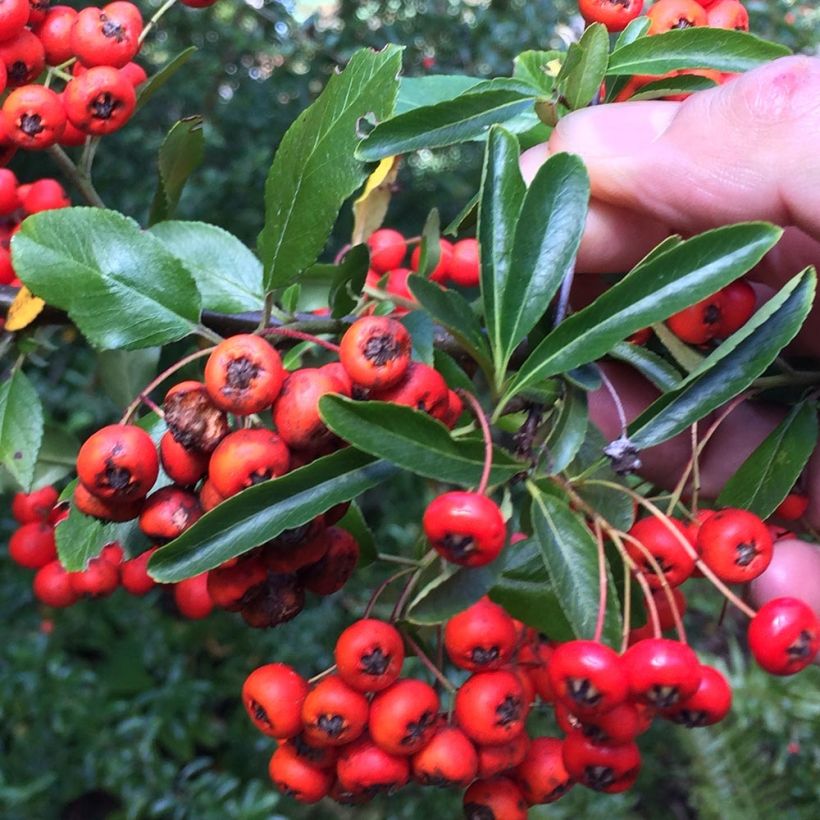 Pyracantha Mohave - Vuurdoorn (Harvest)