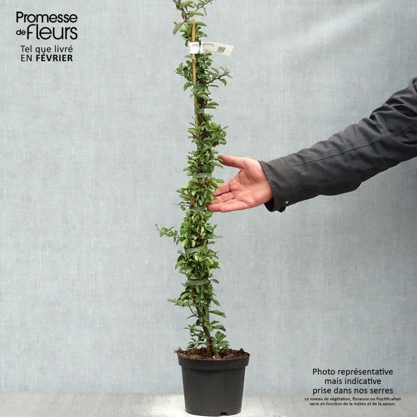 Example of Pyracantha coccinea Saphyr Orange - Vuurdoorn Pot van 2 l/3 l as you get in hiver