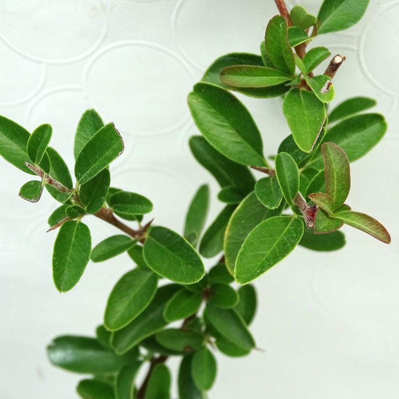 Pyracantha coccinea Saphyr Orange - Vuurdoorn (Foliage)