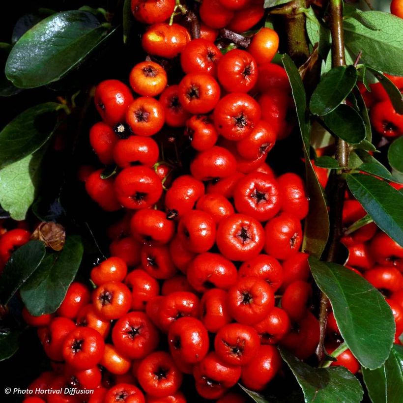 Pyracantha coccinea Saphyr Rood - Vuurdoorn (Harvest)
