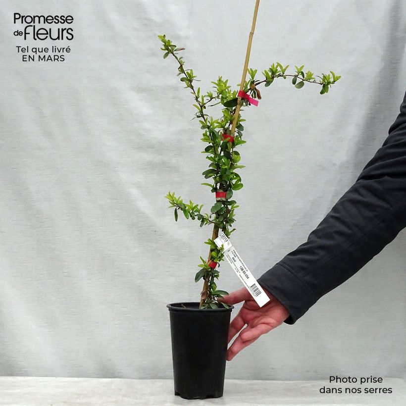 Example of Pyracantha SAPHYR Rouge - Buisson ardent Pot van 2 l/3 l as you get in hiver