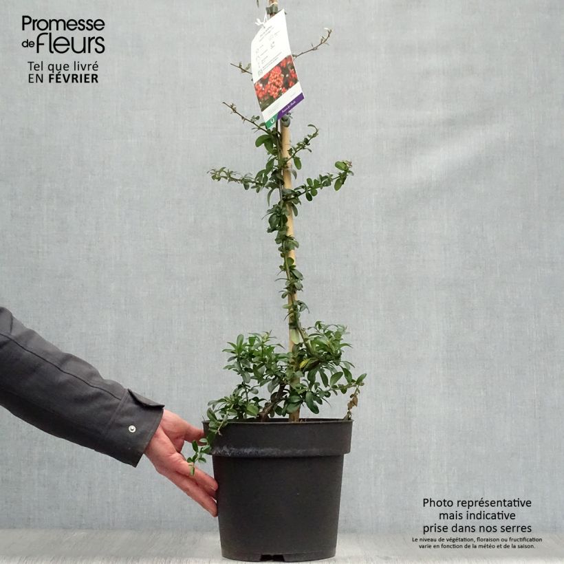 Example of Pyracantha coccinea Saphyr Orange - Vuurdoorn Pot van 6 l/7 l as you get in hiver