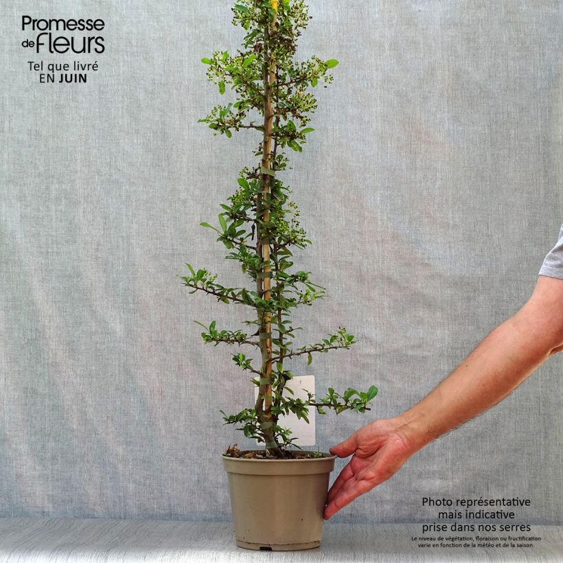 Exemplaar van Pyracantha Soleil d'or - Vuurdoorn Pot van 2 l/3 l zoals geleverd in de zomer