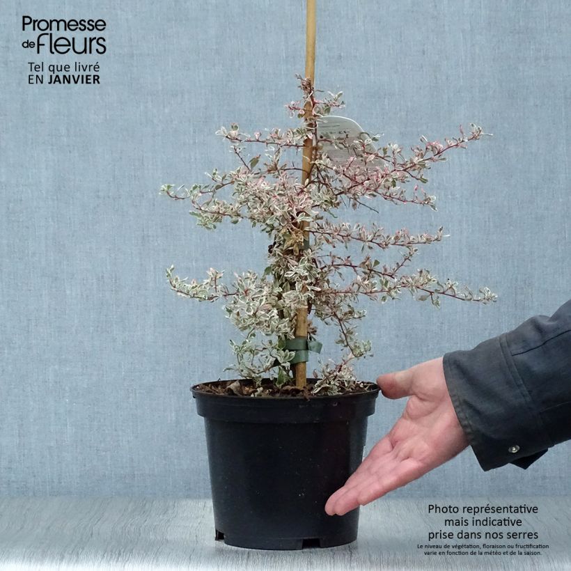 Example of Pyracantha Sparkler Pot van 2 l/3 l as you get in hiver