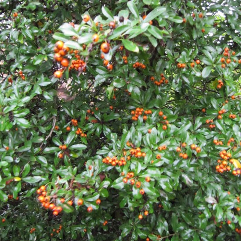 Pyracantha Teton - Vuurdoorn (Foliage)
