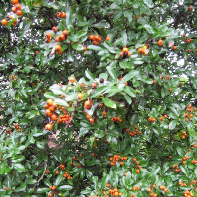 Pyracantha Teton - Vuurdoorn (Plant habit)