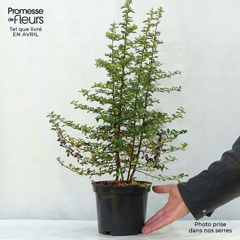 Exemplaar van Pyracantha Teton - Vuurdoorn Pot van 2 l/3 l zoals geleverd in de lente