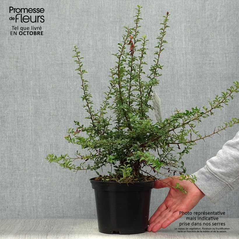 Exemplaar van Pyracantha Teton - Vuurdoorn Pot van 2 l/3 l zoals geleverd in de herfst