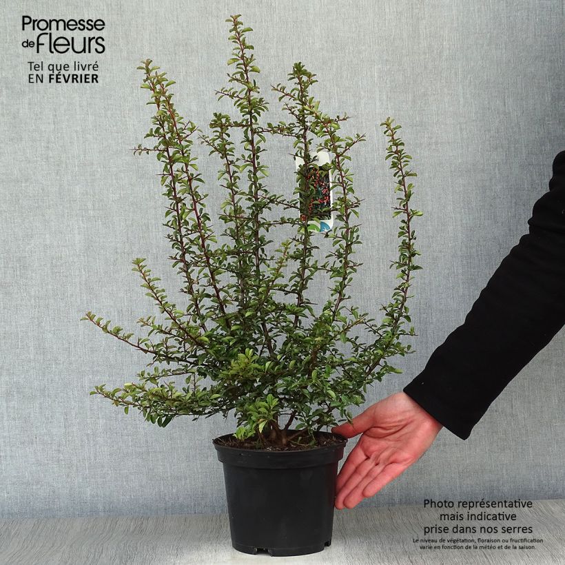 Example of Pyracantha Teton - Buisson ardent Pot van 2 l/3 l as you get in hiver