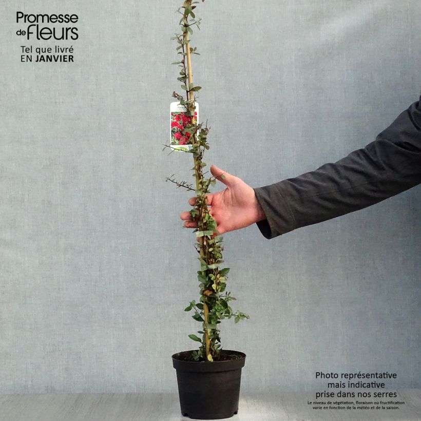 Example of Pyracantha coccinea Red Column - Buisson ardent Red Column Pot van 2 l/3 l as you get in hiver