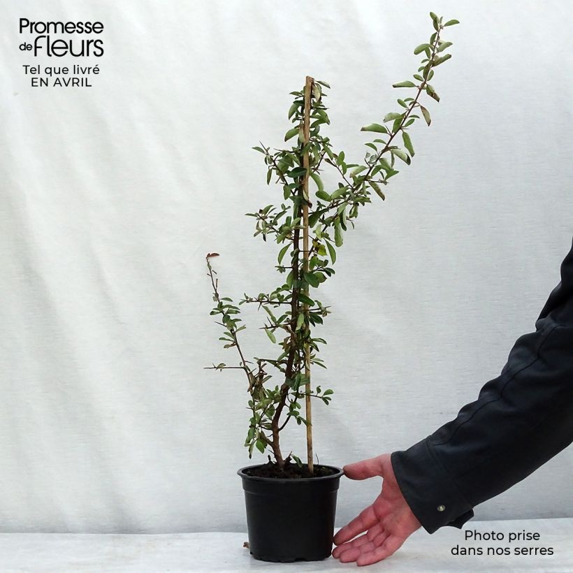 Exemplaar van Pyracantha coccinea Red Column - Vuurdoorn Pot van 2 l/3 l zoals geleverd in de lente