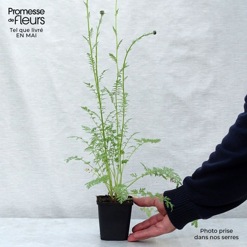 Exemplaar van Tanacetum coccineum Robinson - Perzische margriet Kweekpotje van 8/9 cm zoals geleverd in de lente