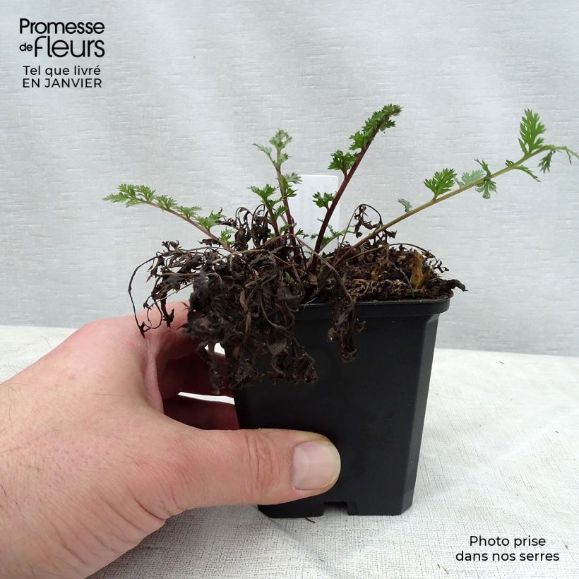 Example of Pyrèthre Robinson's Red - Tanacetum coccineum Kweekpotje van 8/9 cm as you get in hiver