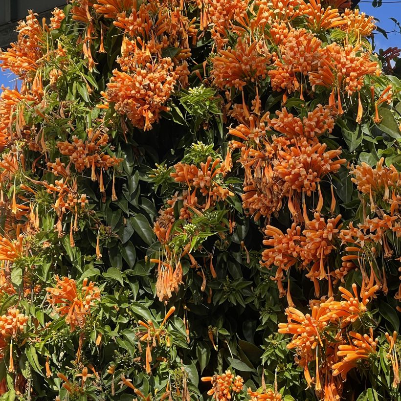 Pyrostegia venusta - Vlamtrompet (Groeiplaats)