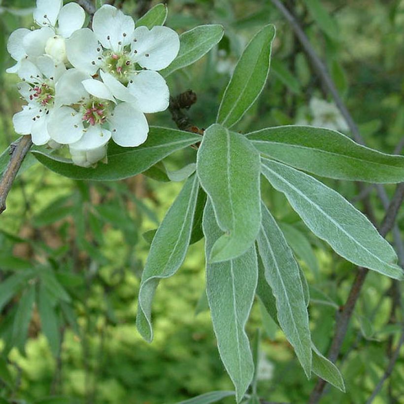 Pyrus salicifolia Pendula - Wilgbladige peer (Foliage)